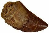 Serrated, Raptor Tooth - Real Dinosaur Tooth #295978-1